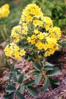 aslanpencesi