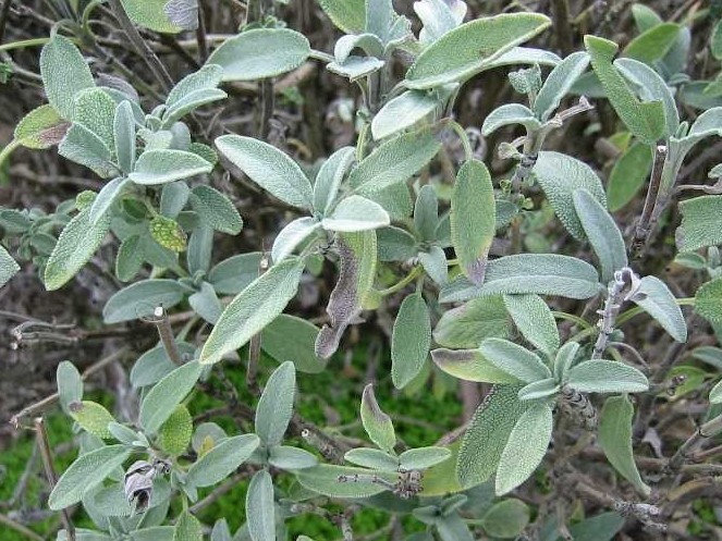 adacayi